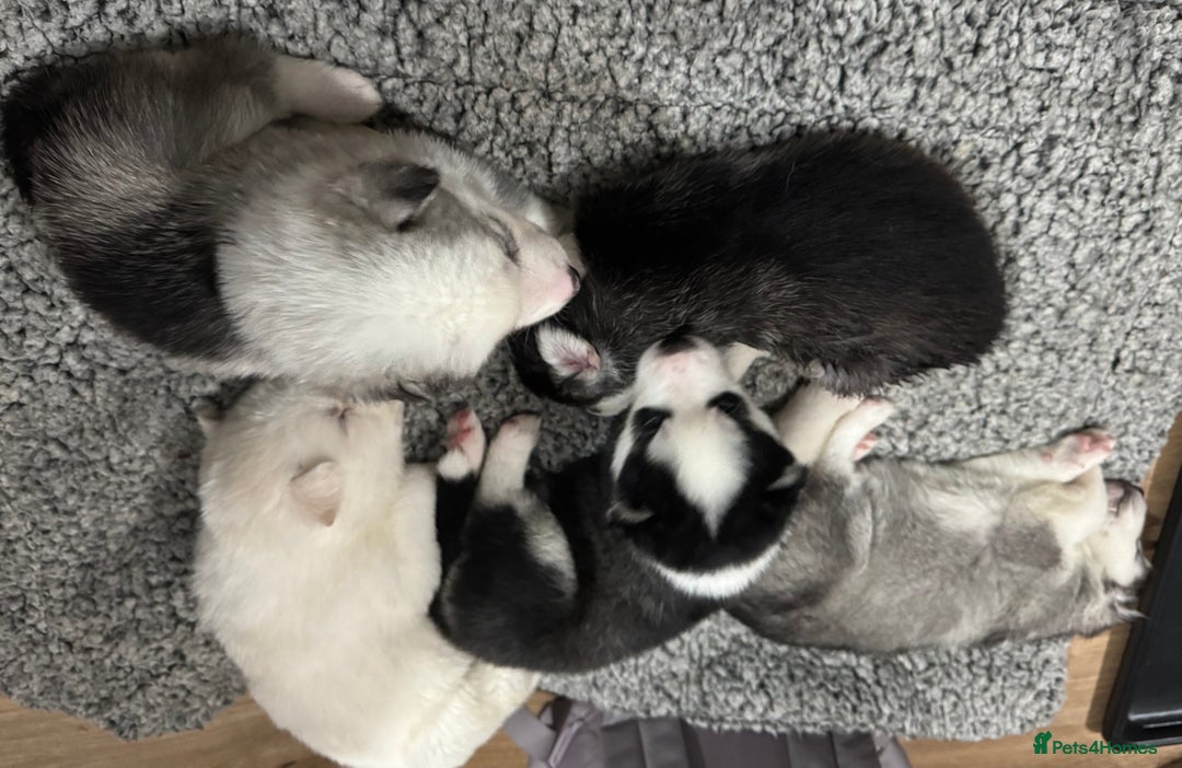 Siberian Husky dogs for sale: gorgeous huskies puppies for sale! - Image 4