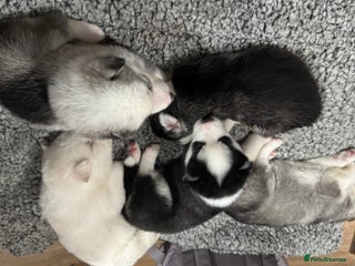 Siberian Husky dogs - Advert 7