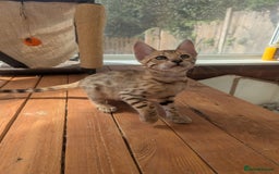 Bengal cats for sale: Bengal Kittens Purebred with Champion Lines  - Image 28