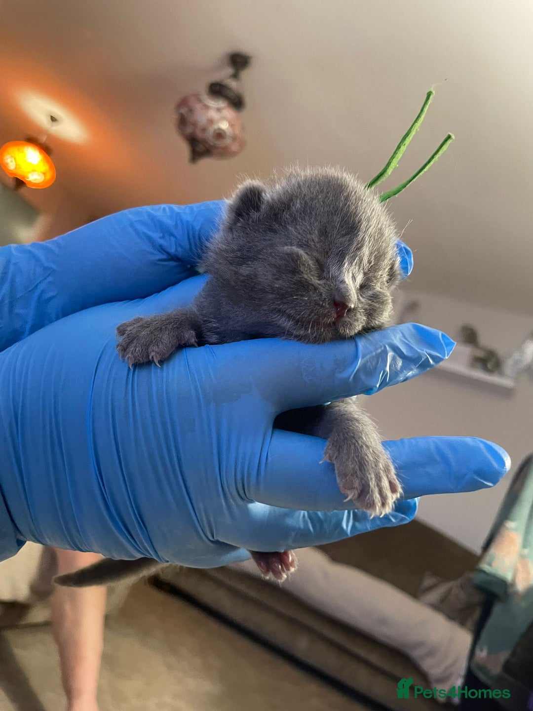 British Shorthair cats for sale:  Gccf British shorthair kittens champion lines 🏆 - Image 35