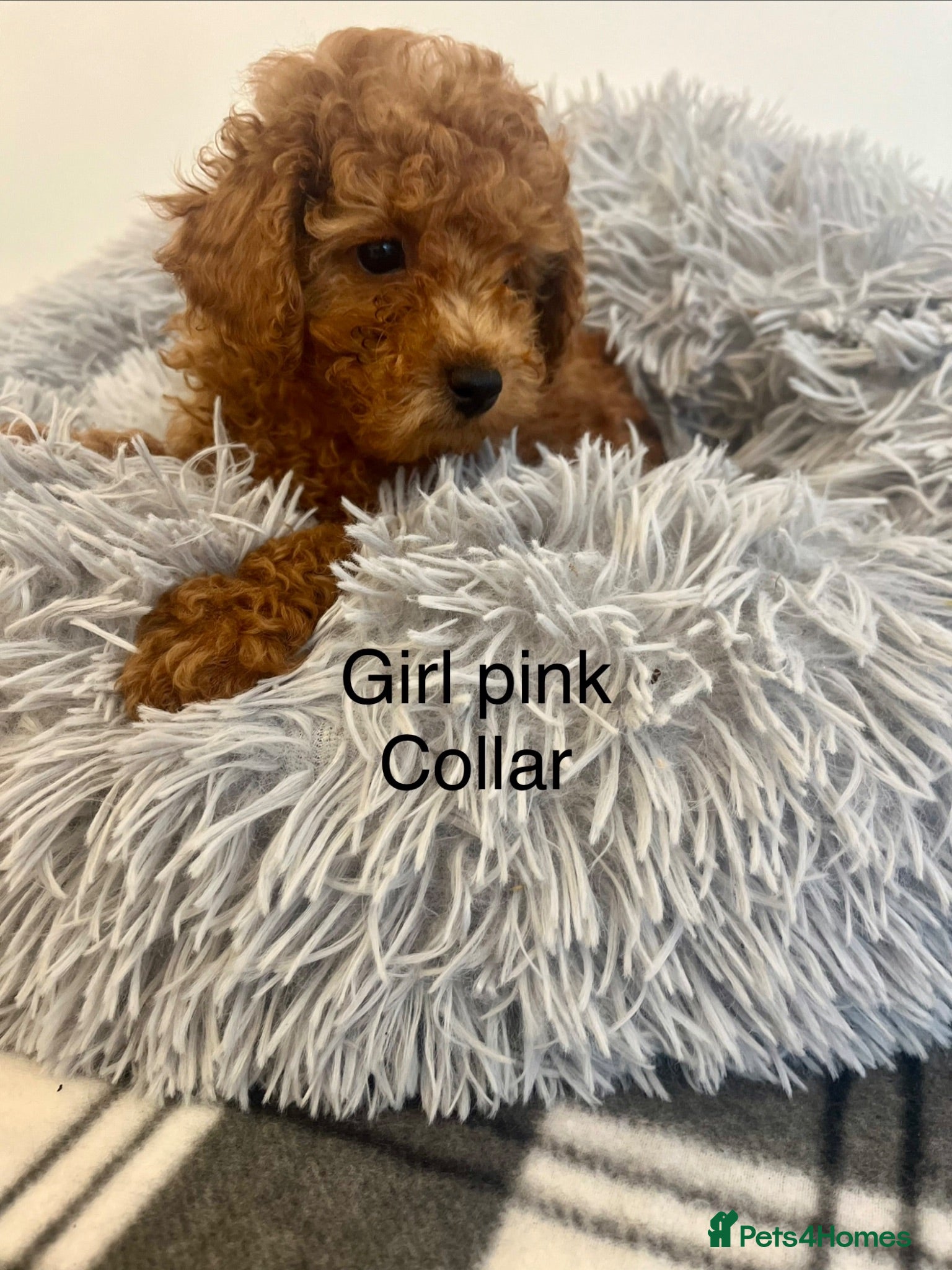 Toy Poodle dogs Fully health tested Deep Red Toy poodle puppies  - Advert 1