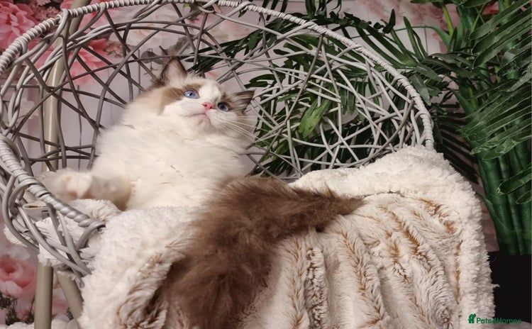 Ragdoll cats - Advert 3