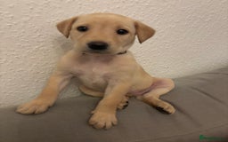Labrador Retriever dogs for sale: 7 beautiful red fox Labrador puppies for sale.  - Image 19