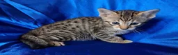 Savannah cats for sale: Super spotty Savannah kittens - Advert 22