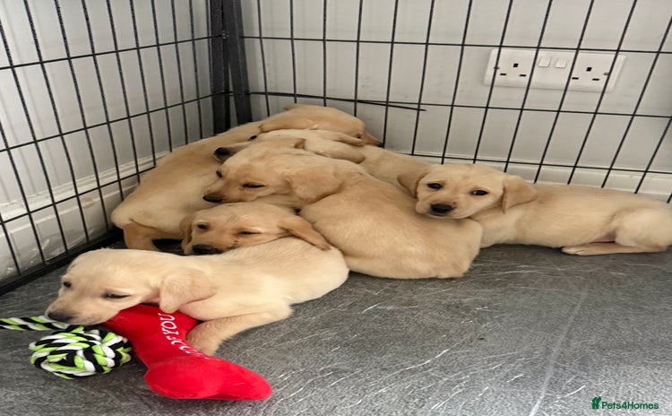 Labrador Retriever dogs - Advert 2