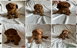 Cockapoo dogs for sale: F1 Red Cockapoo puppies ~ ⭐️ready Now ⭐️  - Image 1