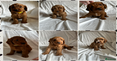 Cockapoo dogs - Advert 16