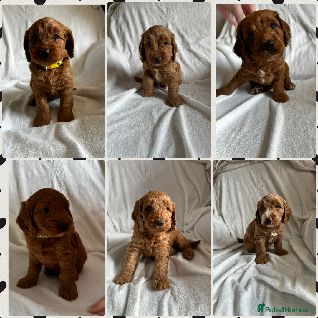 Cockapoo dogs for sale: F1 Red Cockapoo puppies ~ ⭐️ready Now ⭐️  - Image 1