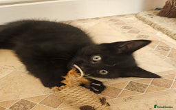 Mixed Breed cats for sale: 3 playful kittens  - Image 7