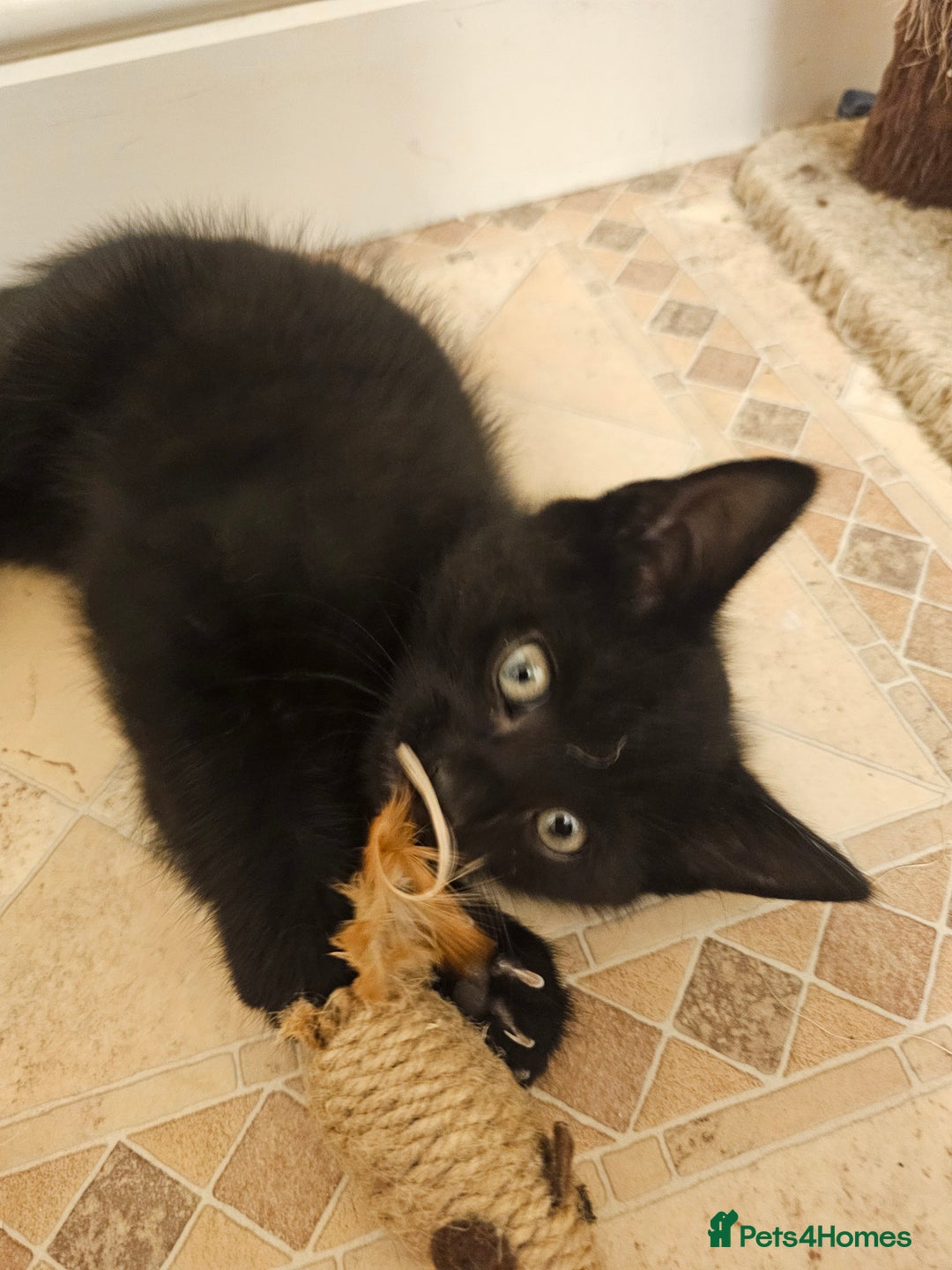 Mixed Breed cats for sale: 3 playful kittens  - Image 7