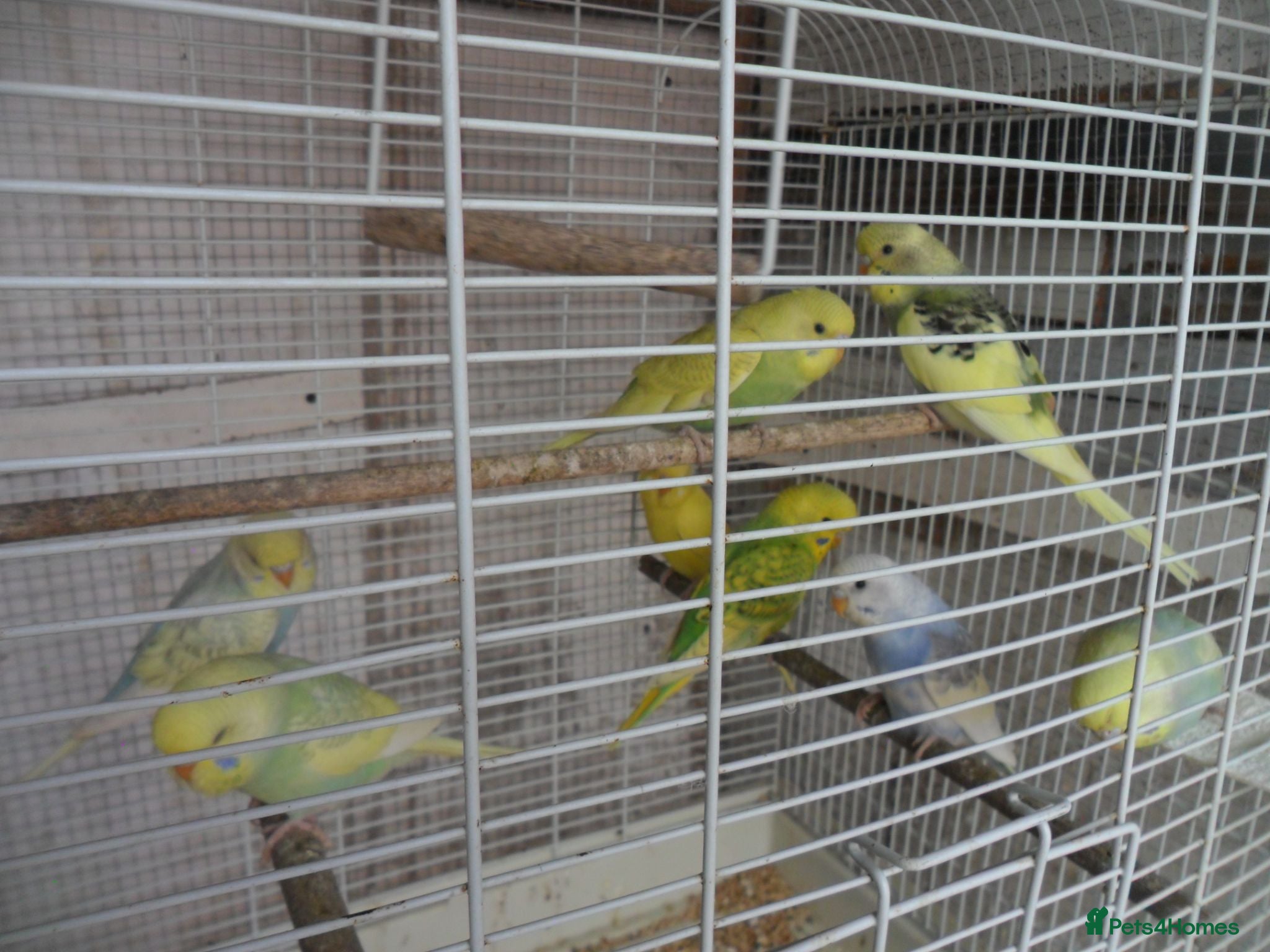 Budgerigars birds BEAUTIFUL BABY BUDGIES - Advert 6