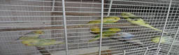 Budgerigars birds for sale: BEAUTIFUL BABY BUDGIES - Advert 1
