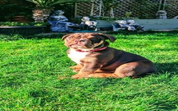 Olde English Bulldogge dogs for stud: 💥olde English bulldogge stud💥 in Rotherham - Image 31