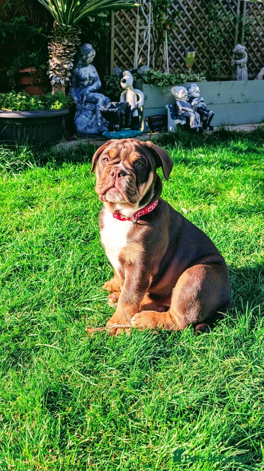 Olde English Bulldogge dogs for stud: 💥olde English bulldogge stud💥 in Rotherham - Image 31