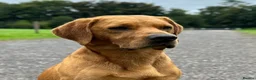 Labrador Retriever dogs for stud: 4 year old Fox Red Labrador Stud KC Registered  - Advert 7