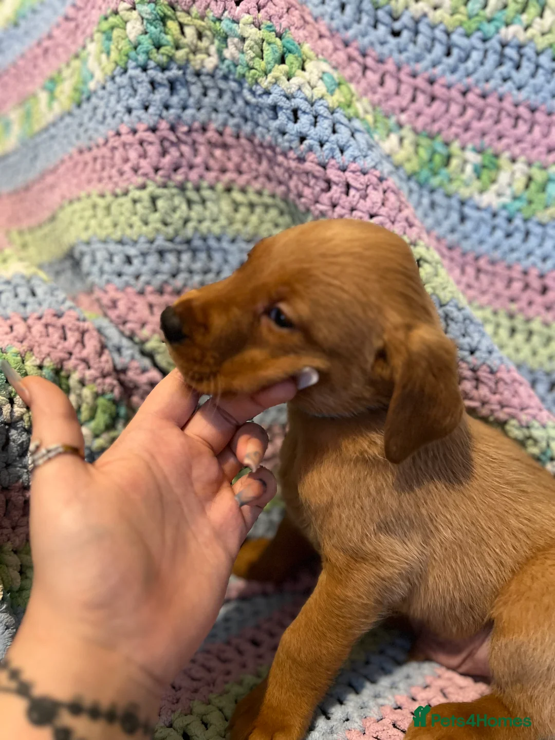 Labrador Retriever dogs for sale: Only one left KC Fox Red Labrador Puppies - Advert 14