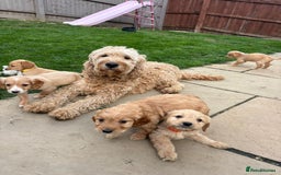 Goldendoodle dogs for sale: Adorable Golden Cocker Doodles  - Image 8