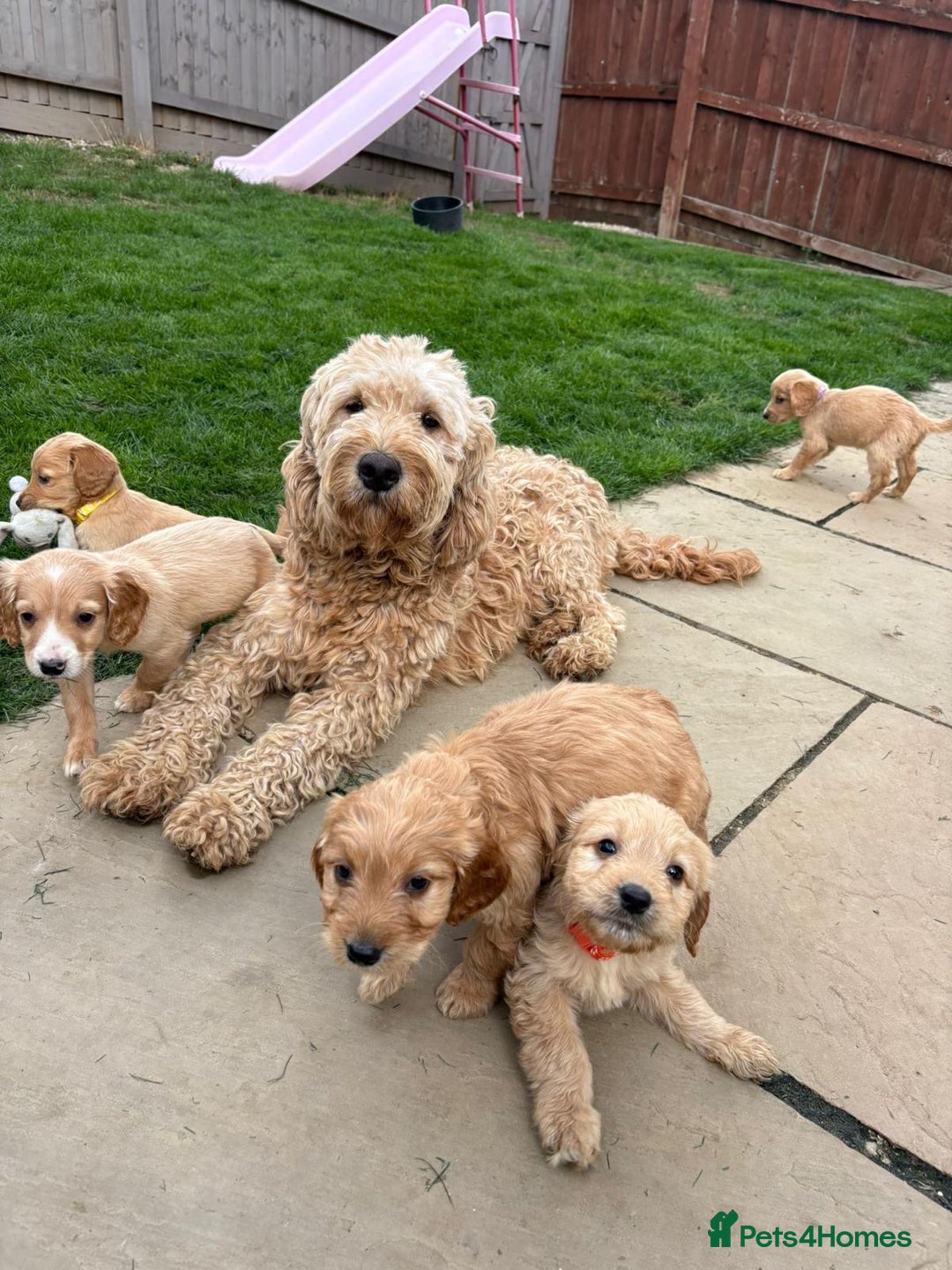 Goldendoodle dogs for sale: Adorable Golden Cocker Doodles  - Image 8