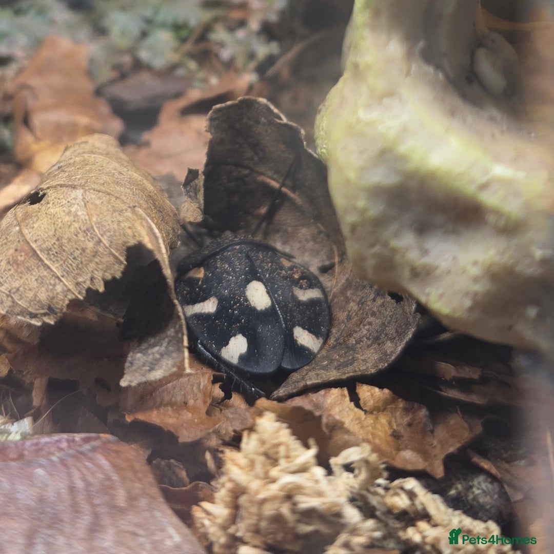 Cockroaches invertebrates for sale: Domino Roaches - Image 2