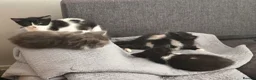 Mixed Breed cats for sale: Gorgeous little kittens - Advert 7