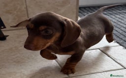 Miniature Dachshund dogs for sale: Beautiful miniature dachshunds ready now 🩷 - Image 5
