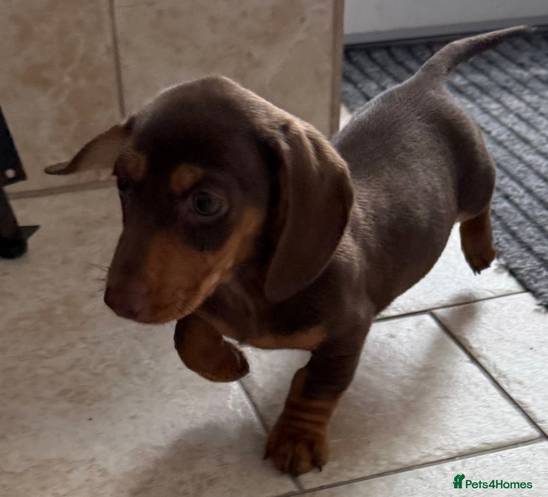 Miniature Dachshund dogs for sale: Beautiful miniature dachshunds ready now 🩷 - Image 5