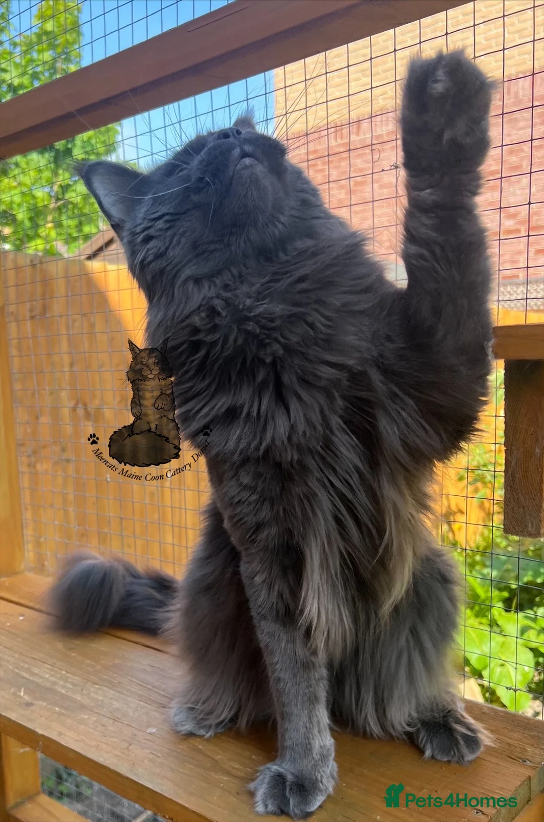 Maine Coon cats for sale: XXL male Maine Coon boy blue sweet ex stud  - Advert 2