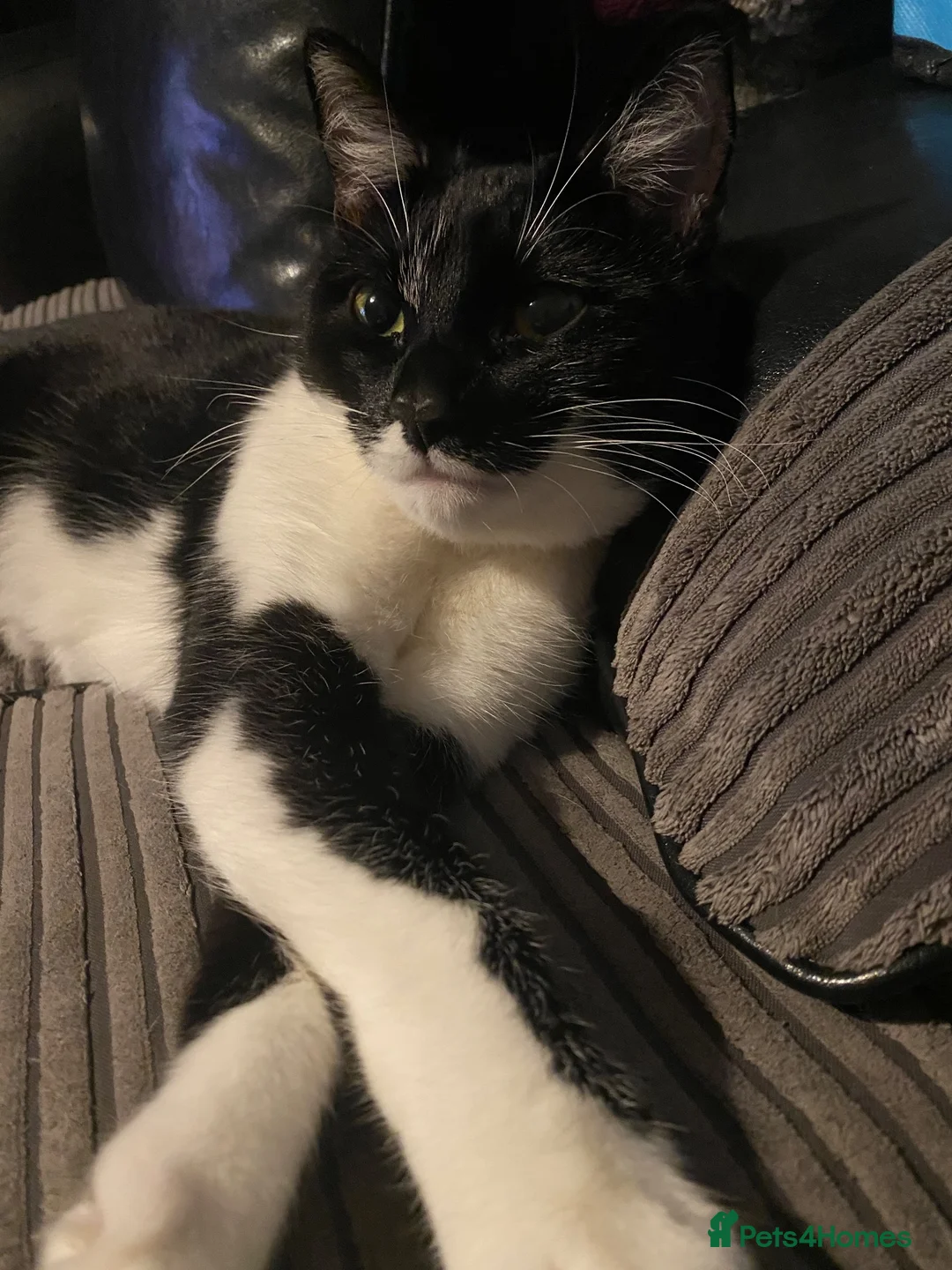 British Longhair cats for sale: Cat for sell to good home in Barking - Advert 1