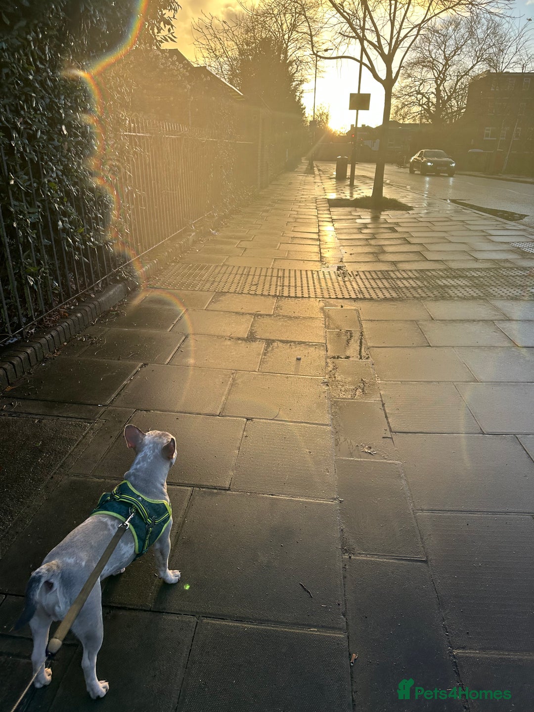 French Bulldog dogs for stud: Quality French Bulldog “Ramo” Available for Stud - Advert 2