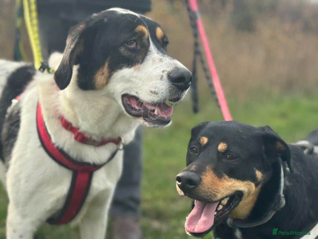 Mixed Breed dogs for adoption: Treacle is waiting for someone to love him 💔 - Advert 12