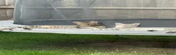 Savannah cats for sale: LAST BOY kitten left ! - Advert 29