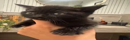 Mixed Breed cats for sale: Mixed British Short Hair Kittens - Ready Now - Advert 18