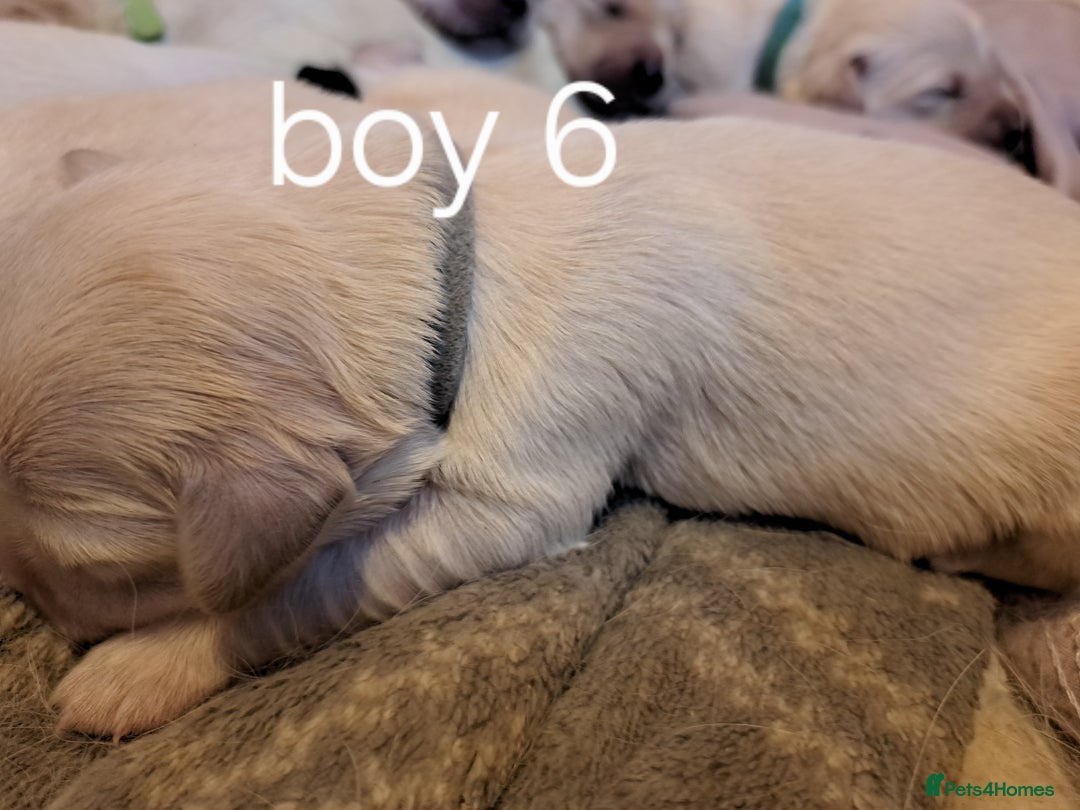 Golden Retriever dogs for sale: Golden retriever puppies  - Image 14