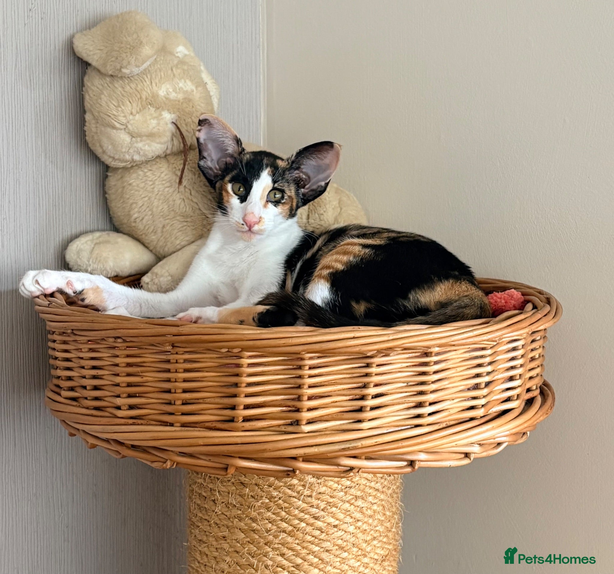 Oriental cats Oriental Shorthair  - Advert 7