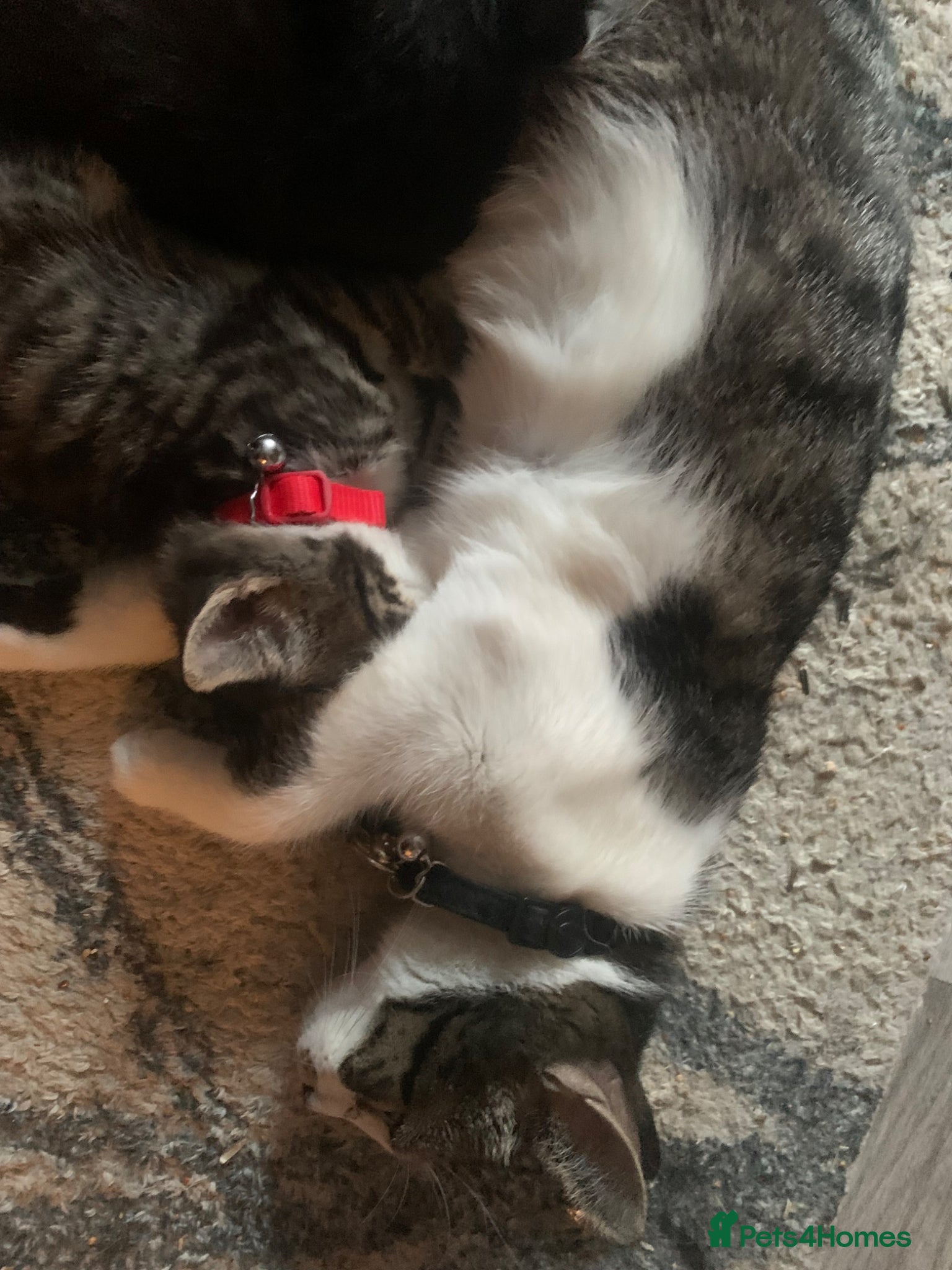 Mixed Breed cats Half bengal half domestic kittens  - Advert 1