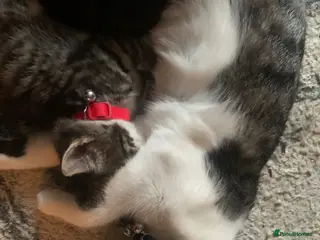 Mixed Breed cats Half bengal half domestic kittens - Advert 10