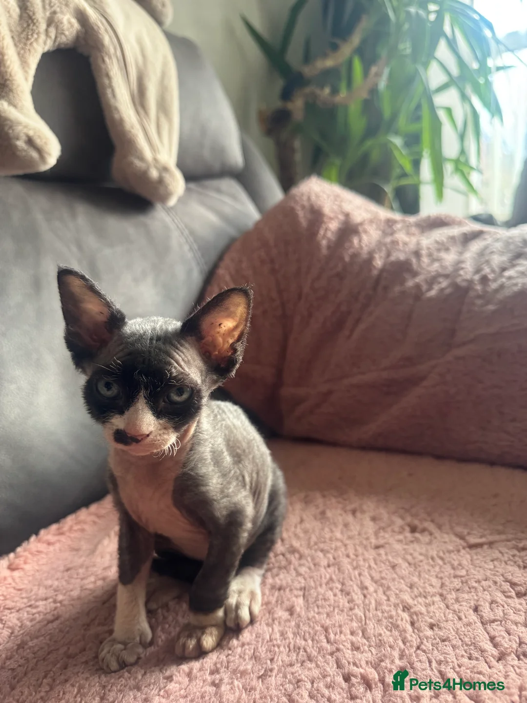 Sphynx cats for sale: Beautiful Sphynx Kittens 🐾 - Advert 4