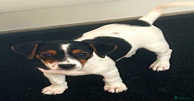 Jack Russell dogs - Advert 8