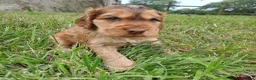 Cocker Spaniel dogs for sale: Gorgeous Show Cocker Spaniel Puppies - Advert 3
