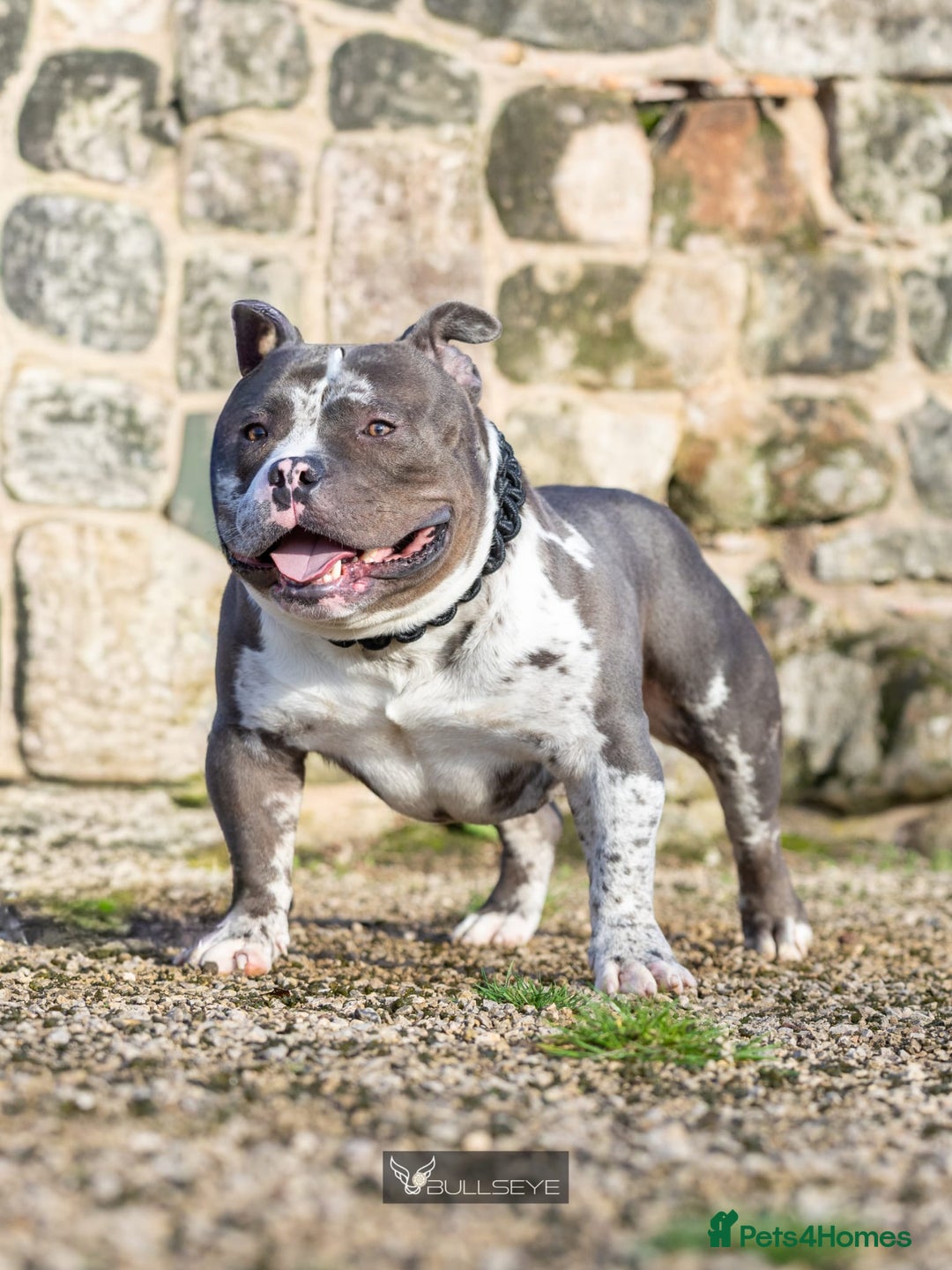 American Bully dogs for stud: ABKC POCKET BULLY STUD - Advert 7