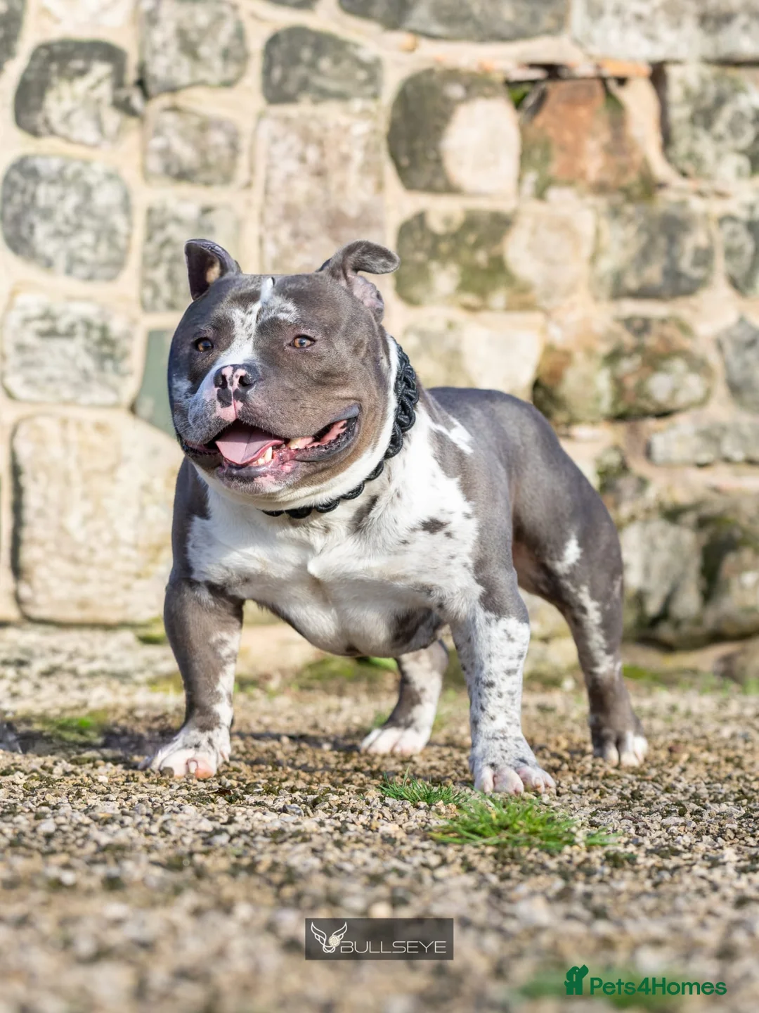 American Bully dogs for stud: ABKC POCKET BULLY STUD - Advert 11
