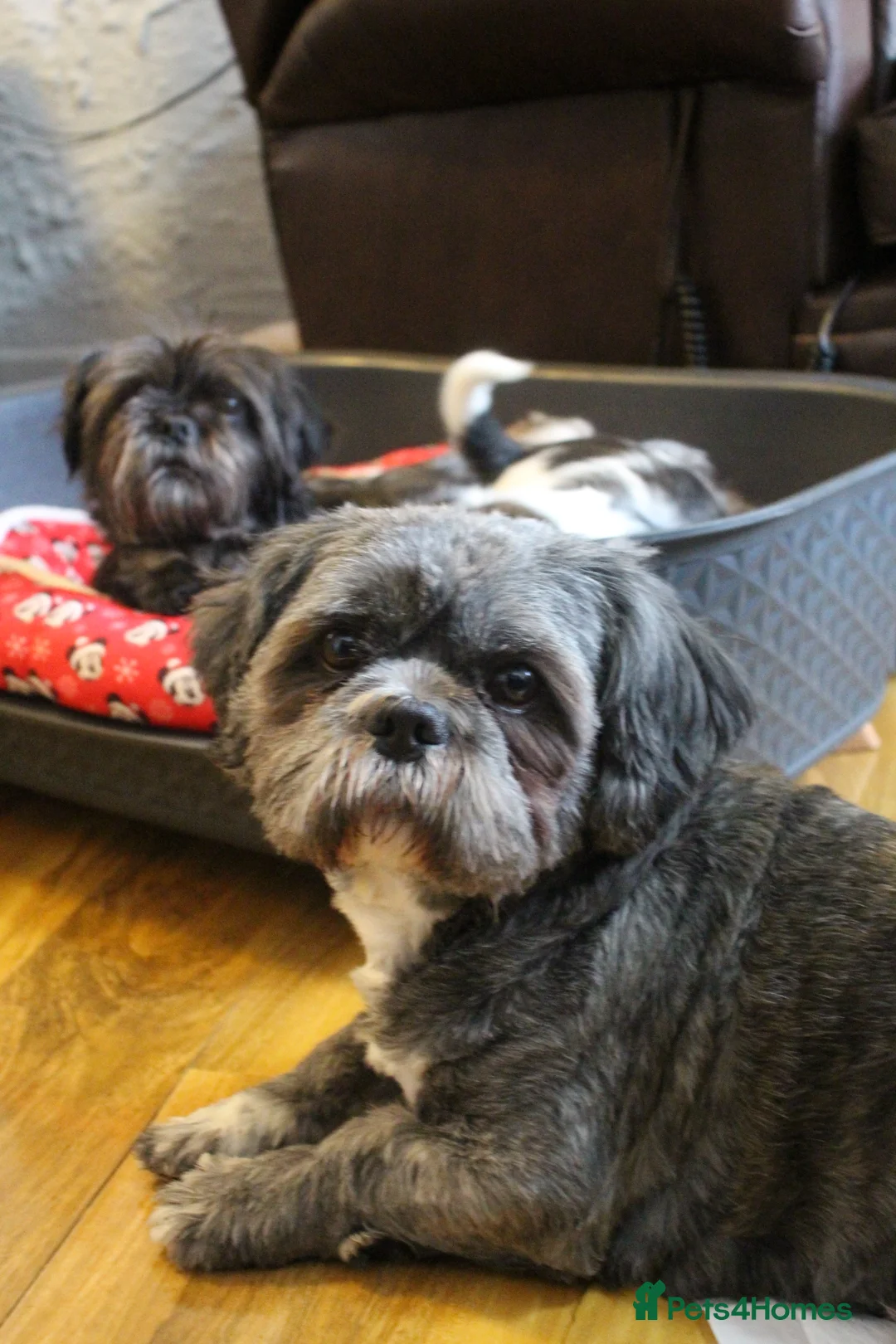 Shih Tzu dogs for sale: 4 Precious Fluffy Puppies in Leicester - Advert 1