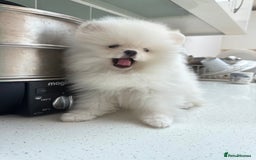Pomeranian dogs for sale: Russian-Korean puppies looking for home💕 - Image 1