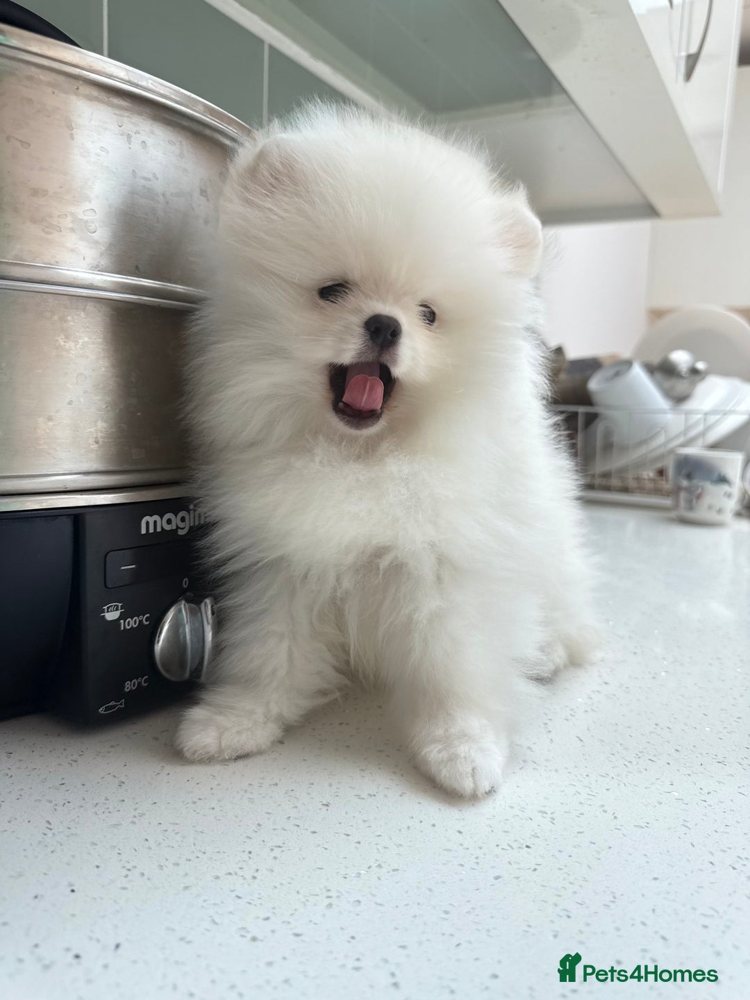 Pomeranian dogs for sale: Russian-Korean puppies looking for home💕 - Image 1