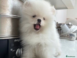 Pomeranian dogs - Advert 20