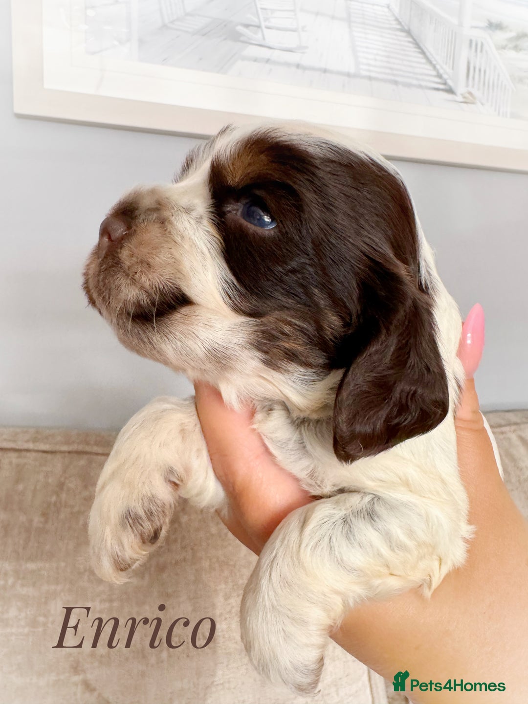 Cocker Spaniel dogs for sale: KC reg chocolate show cocker spaniel puppies  - Image 7