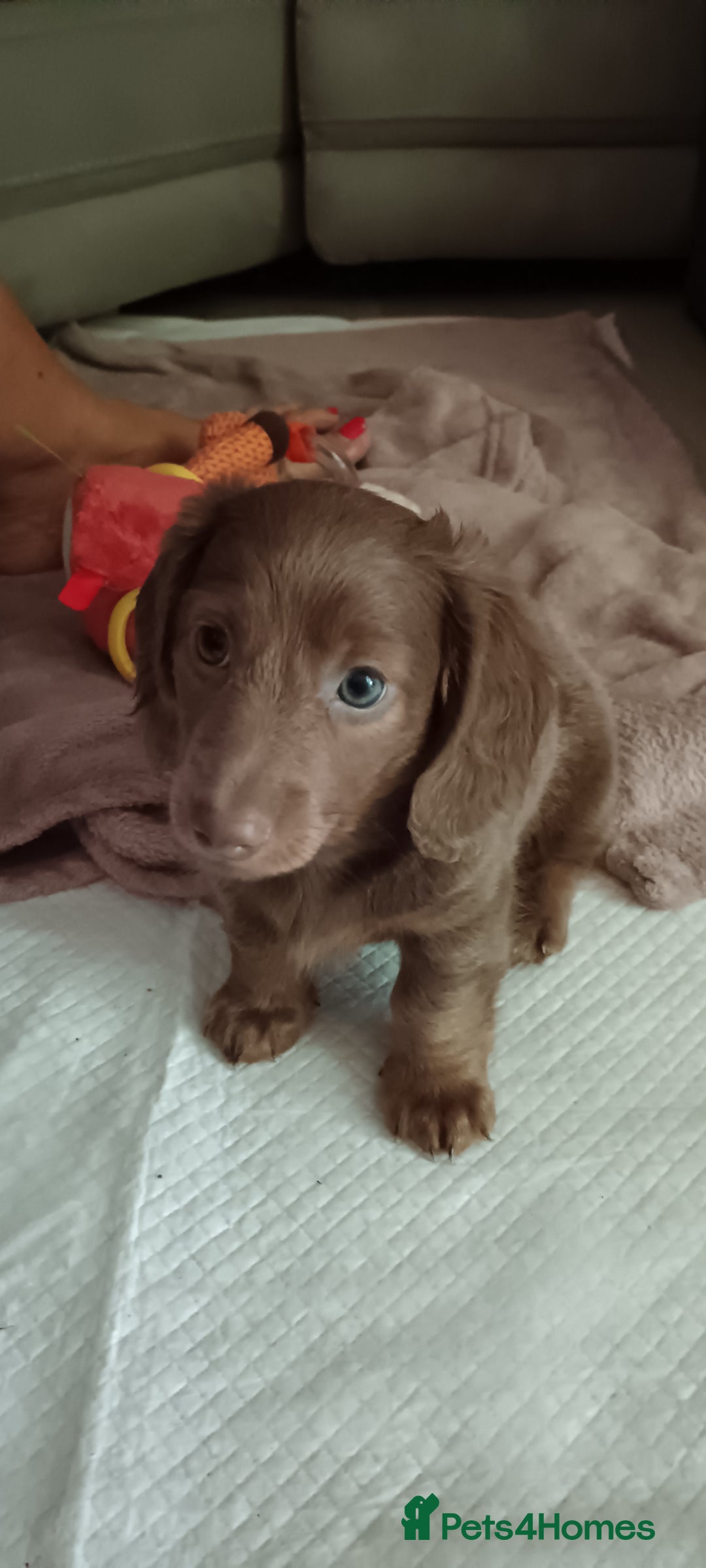 Miniature Dachshund dogs for sale: Stunning Mini Dachshund*1 LH Boy & 1 SH Girl left* - Image 1