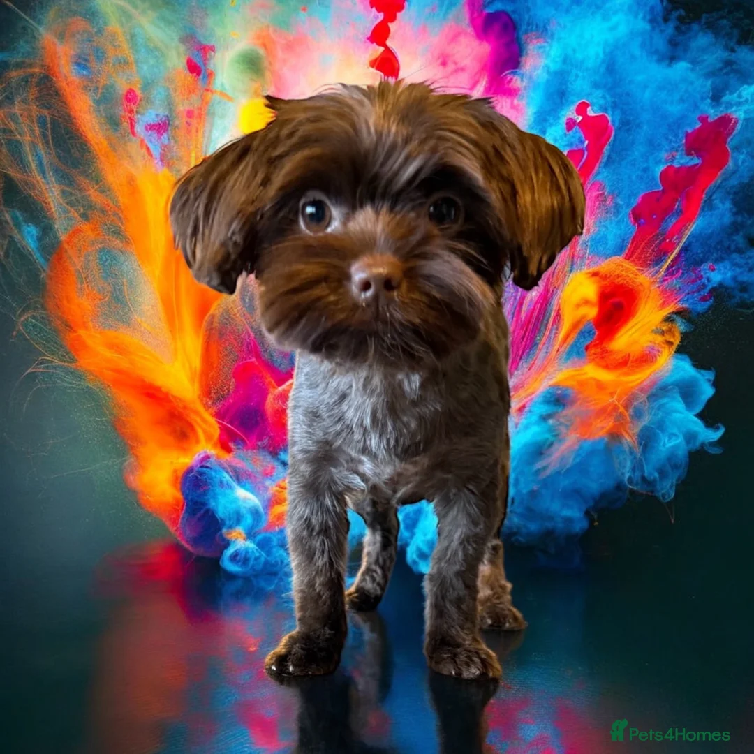 Yorkshire Terrier dogs for sale: Meet blaze 🔥  - Advert 1