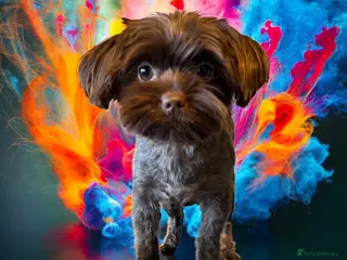 Yorkshire Terrier dogs Meet blaze 🔥 - Advert 5