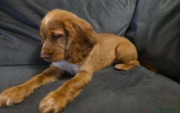 Cocker Spaniel dogs for sale: Female show cocker spaniel  - Image 1